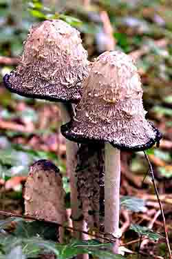 fungus and mushrooms in forest