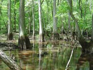 Pokomoke River wetlands