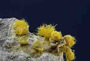 Slime mold